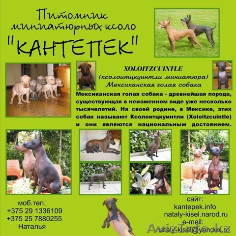 Ксоло-мини щенки, голые! Питомник "Кантепек" - Изображение #1, Объявление #796045
