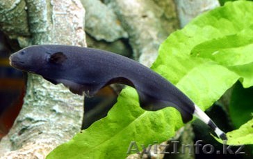 Продам рыбу Аптеронотус белокаймовый  - Изображение #1, Объявление #791030