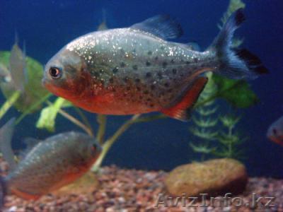 Продам рыбу - Пиранья краснобрюхая - Изображение #1, Объявление #791032
