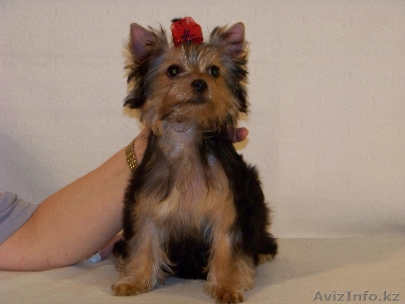 Продам недорого щенка йоркширского терьера, девочку - Изображение #1, Объявление #797766