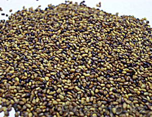 Семена люцерны, клевера№ - Изображение #1, Объявление #792321