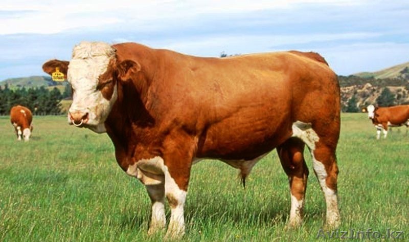 Продаем Быков живым весом - Изображение #1, Объявление #800757