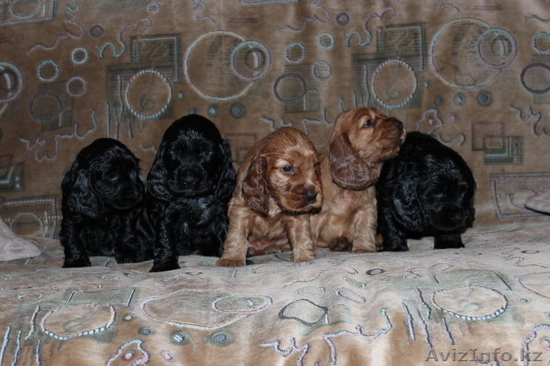 щенки Англ.кокер спаниель - Изображение #1, Объявление #805174