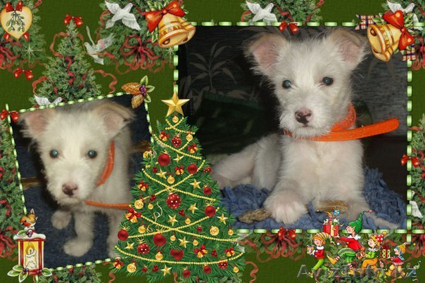 Я очень хороший друг и охраник - Изображение #1, Объявление #797118