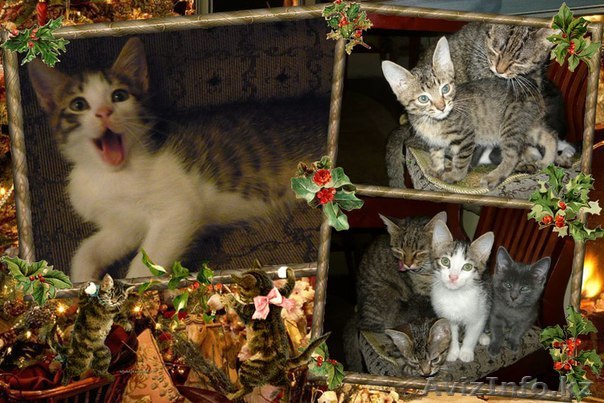 Пушистикам нужны родители - Изображение #1, Объявление #809813