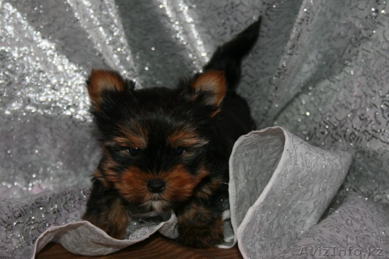 Срочно Йоркширский терьер щенки мальчик и девочка - Изображение #1, Объявление #820459