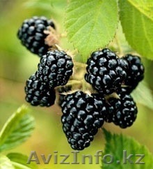 Домашнее варенье в ассортименте Ежевика (крученая) - Изображение #1, Объявление #828954