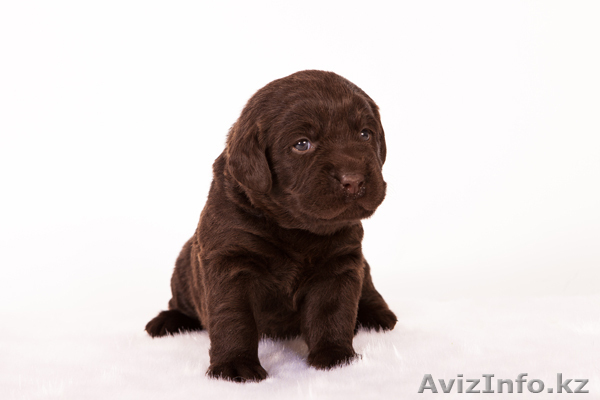Лабрадор ретривер. Шоколадные щенки, п-к Lab Merry Tail - Изображение #1, Объявление #833476