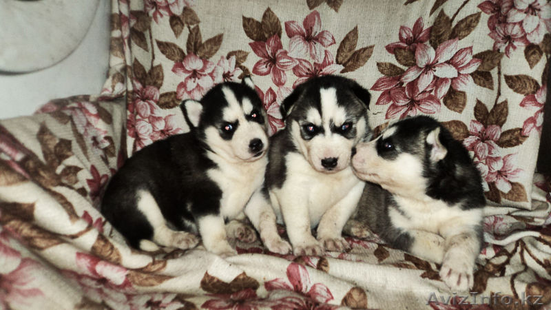 щенки сибирский хаски ( с документами) - Изображение #1, Объявление #840875