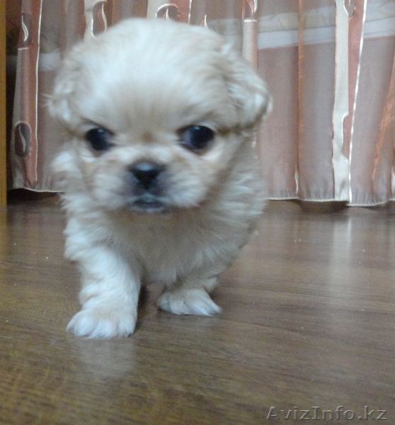 Милые Щенки пекинеса ищут будущих хозяев! - Изображение #1, Объявление #840136