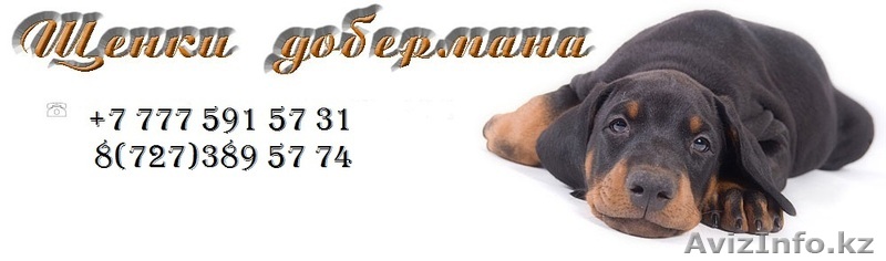 Добермана щенки - Изображение #1, Объявление #844828