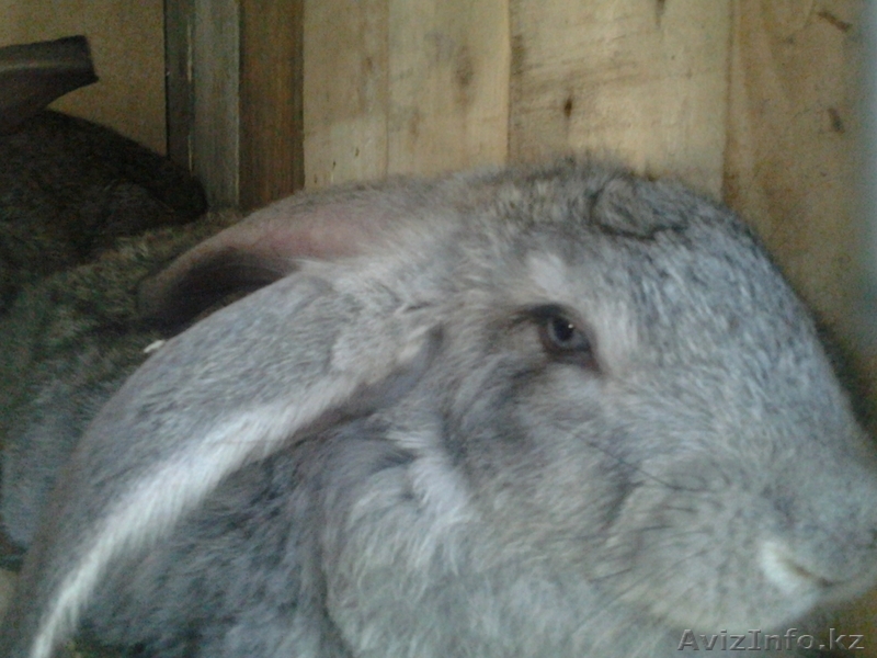 Кролики великаны,  - Изображение #1, Объявление #847066