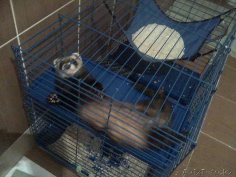 Продам хорька по кличке Арчи, в хорошие руки! - Изображение #1, Объявление #847905