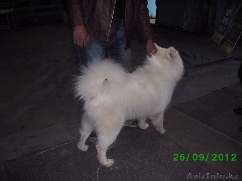 Самоедские лайки - Изображение #1, Объявление #850922