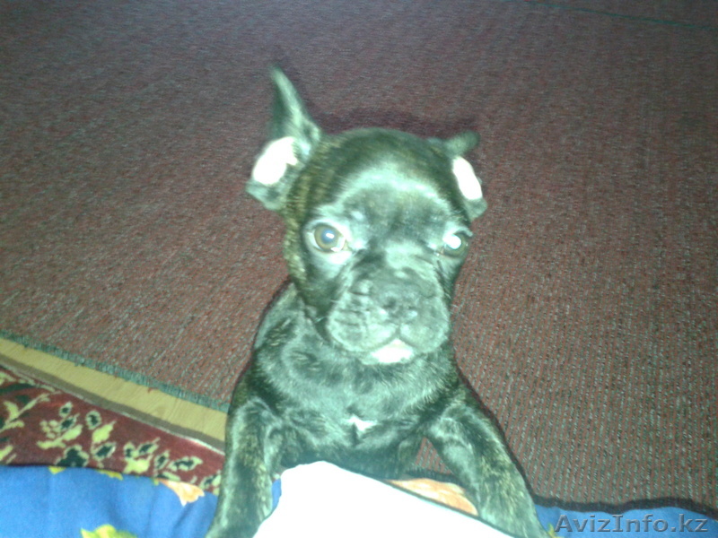 Французский бульдог чистокровный с документами срочно - Изображение #1, Объявление #852024