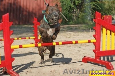 Щенки питбультерьера с родословной - Изображение #1, Объявление #862747