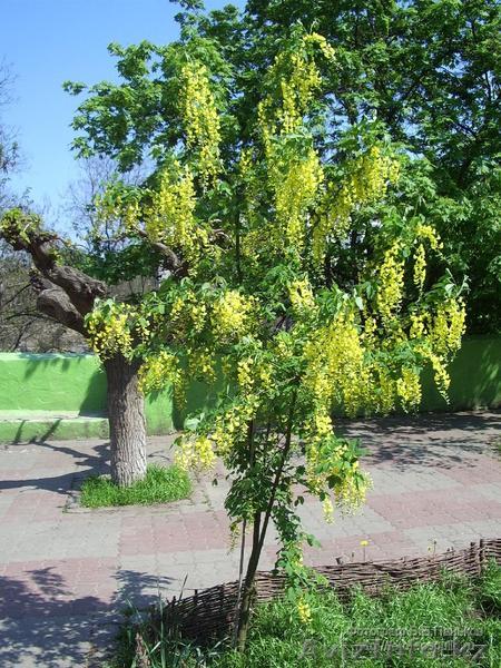 саженцы акации 1 м  - Изображение #1, Объявление #853086