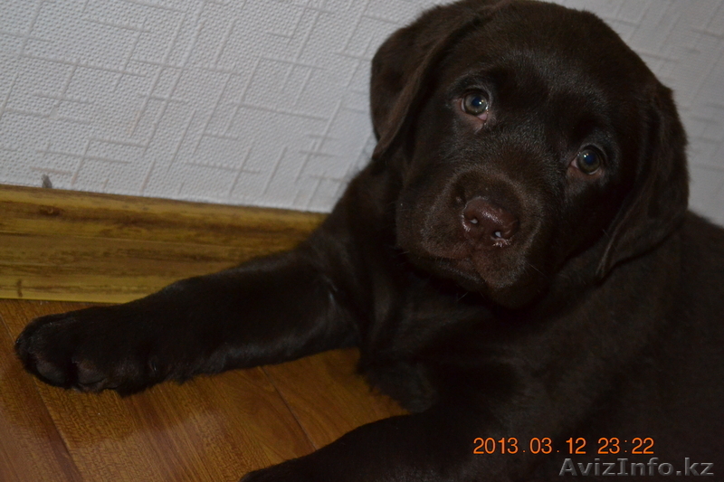 Продам щеночка лабрадора - Изображение #1, Объявление #871268