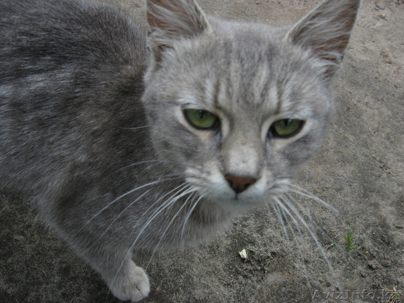 требуется помощь - Изображение #1, Объявление #855018