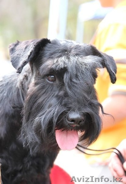 Щенки цвергшнауцера черного окраса - Изображение #1, Объявление #858224