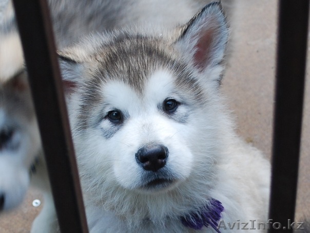 ПРОДАЕТСЯ! УПРЯЖКА ЕЗДОВЫХ СОБАК (4х4)wd ! МАРКИ АЛЯСКИНСКИЙ МАЛАМУТ!  - Изображение #1, Объявление #859294