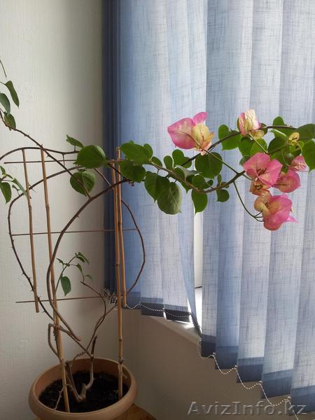Продается комнатный цветок Бугенвилия - Изображение #1, Объявление #883316