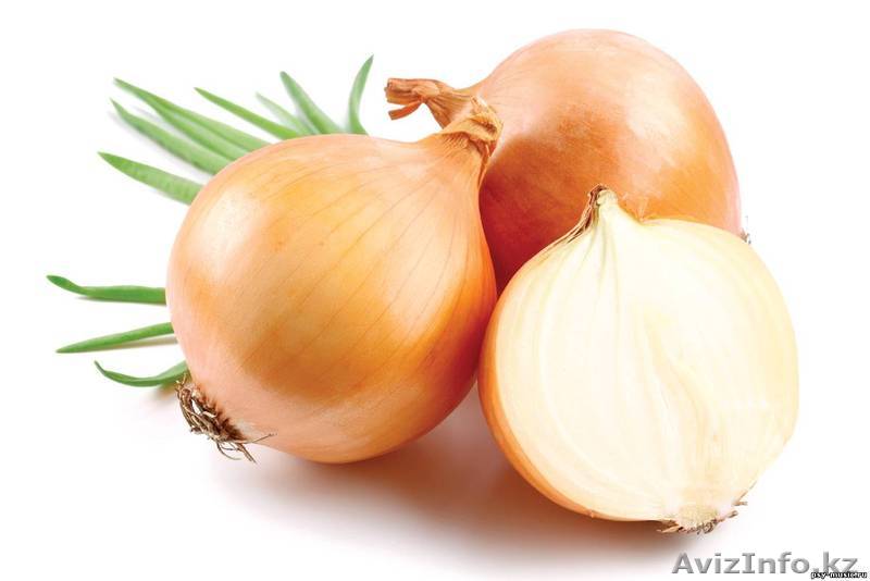 ЛУК репчатый оптом сорт МАНАС - Изображение #1, Объявление #880457