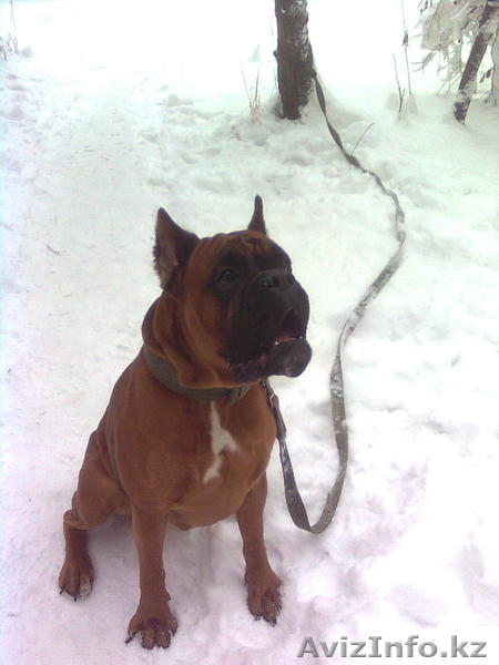 предлагаем для вязки..... - Изображение #1, Объявление #881237