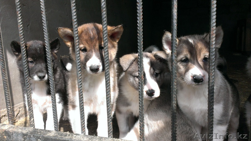 Щенки западносибирских лаек на продажу! - Изображение #1, Объявление #887024