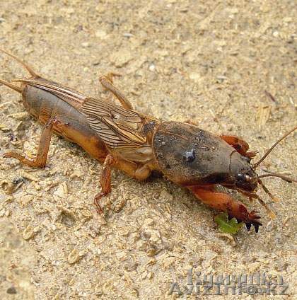 Продаю медведки целые срочно!!! - Изображение #1, Объявление #873947