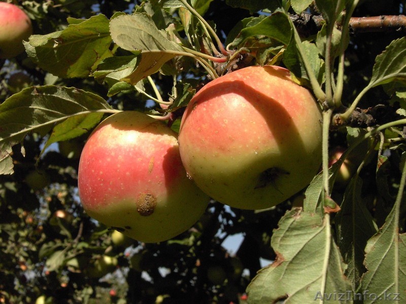 Продам дачу в Талгаре - Изображение #1, Объявление #876318