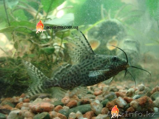 Продам сама-перевертыша. Возраст 3.5 года - Изображение #1, Объявление #881470