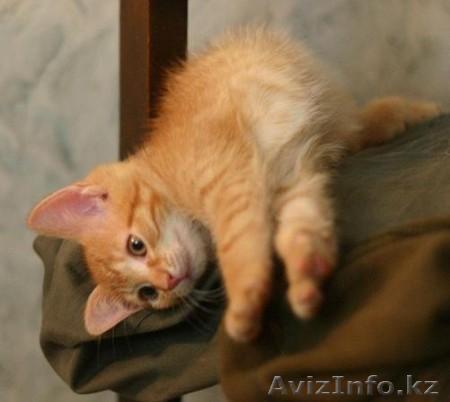 ОТДАМ КОТЕНКА БЕСПЛАТНО - Изображение #1, Объявление #906343