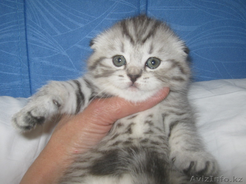 Шотландцы фолды продам  - Изображение #1, Объявление #905199