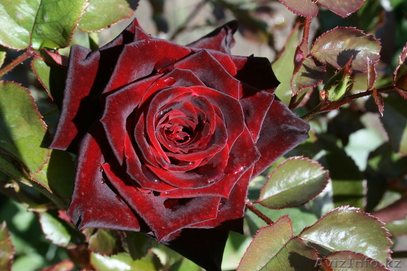 Продажа саженцев роз элитных сортов - Изображение #1, Объявление #908634