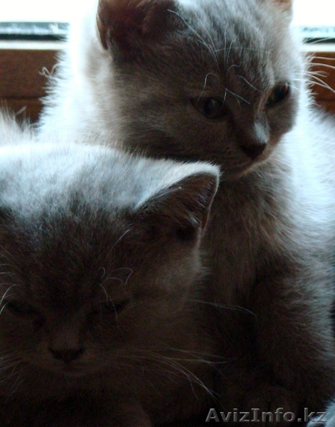 Продам котенка британской породы от элитных производителей. - Изображение #1, Объявление #902203