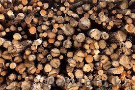 Пилим деревья в Алматы. Качественно. Безопасно. Гибкая система скидок. - Изображение #1, Объявление #914015