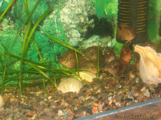 Хромис красавчик возможен обмен - Изображение #1, Объявление #923831