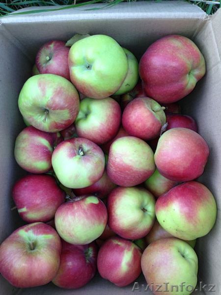ЯБлоки оптом Алматы от производителя. Американка,Золотое-превосходное.  - Изображение #1, Объявление #946069