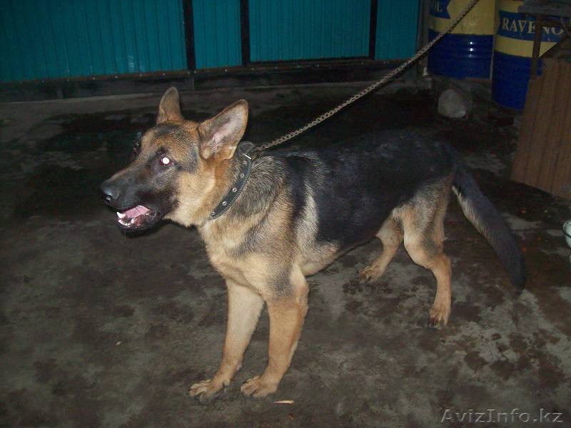 Парода Чапрак продам  - Изображение #1, Объявление #949239