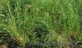 Семенной материал "Житняк" - Изображение #1, Объявление #945833