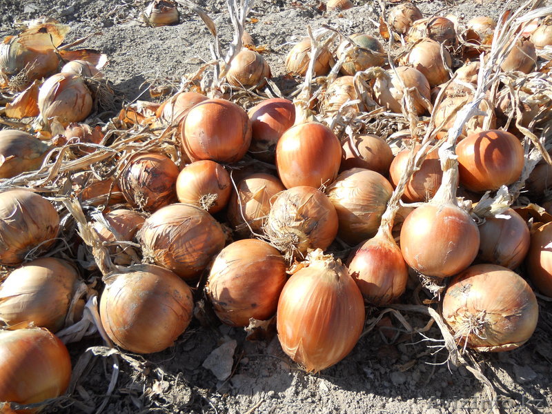 Продаем репчатый лук - Изображение #1, Объявление #946471