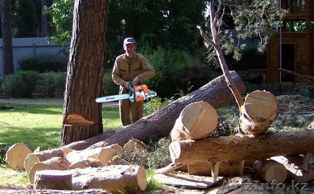 вырубка деревьев - Изображение #1, Объявление #964736