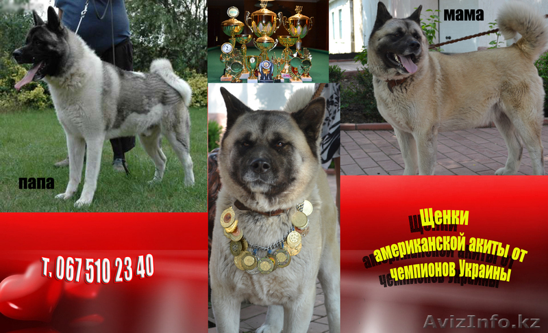 Щенки американской Акиты от чемпионов Украины  - Изображение #1, Объявление #955207