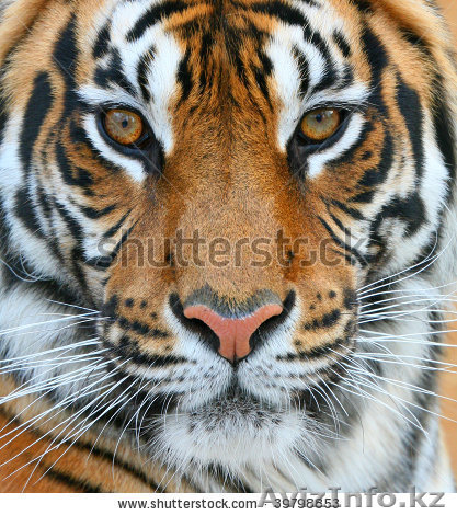 обои с любым изображение по размерам ваших стен на заказ - Изображение #1, Объявление #956561