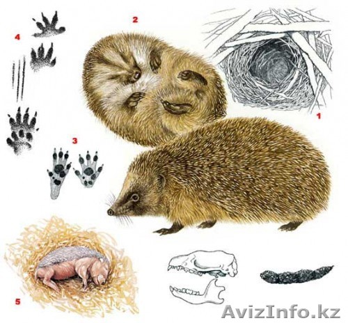 Куплю ежик для маленькой девочки, срочно - Изображение #1, Объявление #968519