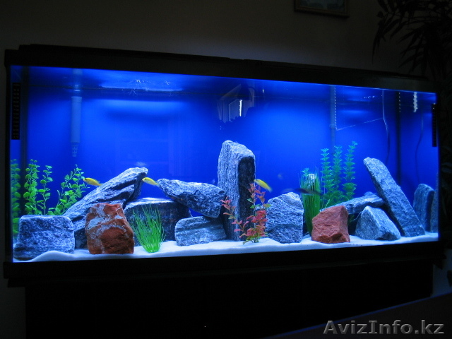 Аквариумы в Алматы !!! - Изображение #1, Объявление #980716