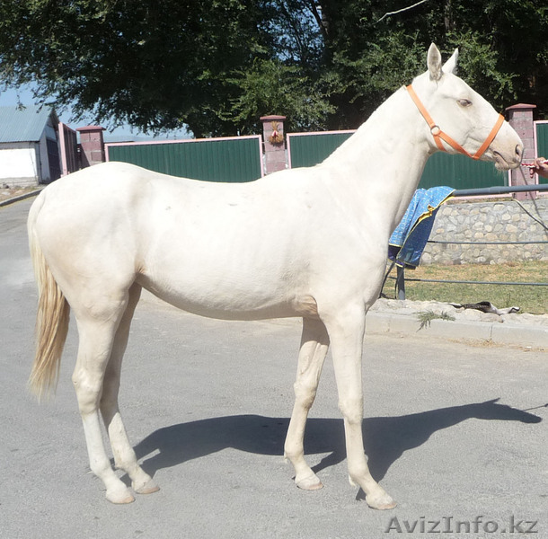 Племенные лошади - Изображение #1, Объявление #983952