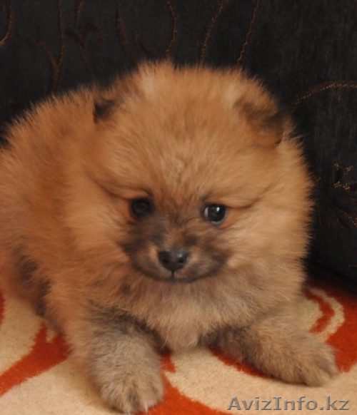 Немецкий шпиц от титулированых родителей - Изображение #1, Объявление #978784