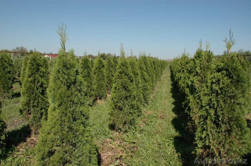 туя Smaragd от 80 см до 340 см - Изображение #1, Объявление #976970